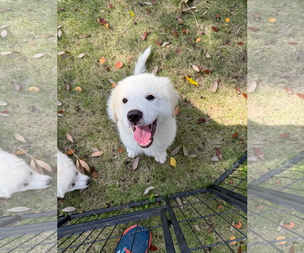 Medium Photo #4 Great Pyrenees Puppy For Sale in Spring, TX, USA