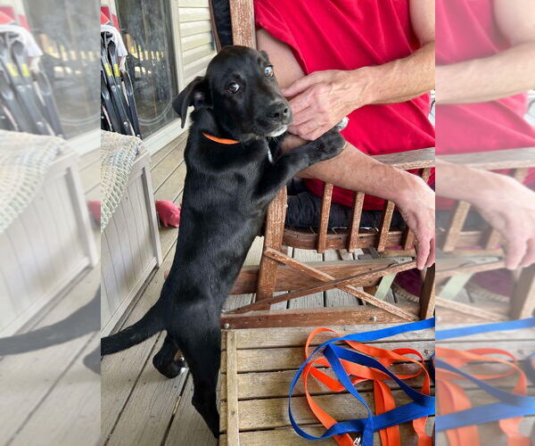 Medium Photo #5 Great Dane-Unknown Mix Puppy For Sale in Bullard, TX, USA
