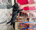 Small #4 Great Dane Mix
