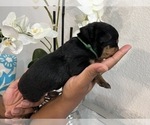 Small Photo #23 Rottweiler Puppy For Sale in FORT WORTH, TX, USA