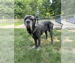 Neapolitan Mastiff Dogs for adoption in Ellisville, MO, USA