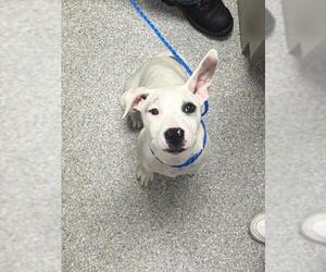 American Pit Bull Terrier-Dalmatian Mix Dogs for adoption in Pasadena, TX, USA