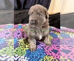 Spiced Orange - Male German Shepherd Dog Puppy for Sale - Photo #2