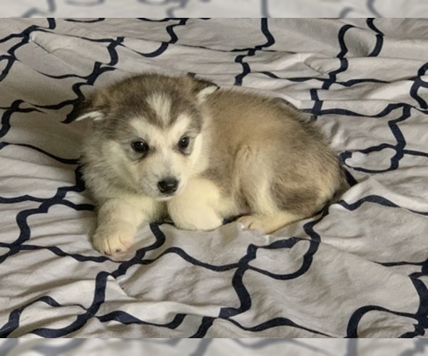 Medium Photo #2 Alaskan Malamute Puppy For Sale in HERRIMAN, UT, USA