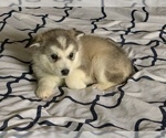 Small Photo #2 Alaskan Malamute Puppy For Sale in HERRIMAN, UT, USA