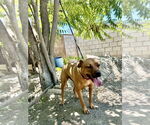 Small #4 Boxer Mix