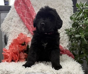Bernese Mountain Dog Puppy for Sale in THORP, Wisconsin USA