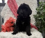 Rosie - Female Bernese Mountain Dog Puppy for Sale - Small photo