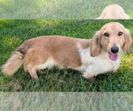 Small #3 Dachshund
