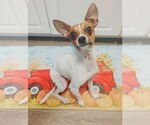 Small #3 Chiweenie