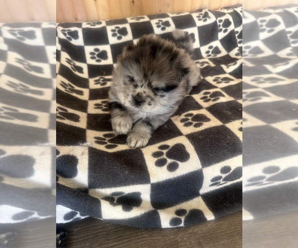 Medium Photo #1 Chow Chow Puppy For Sale in YUCCA VALLEY, CA, USA