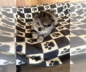 Chow Chow Puppy for sale in YUCCA VALLEY, CA, USA