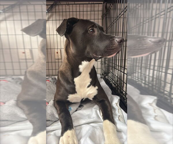 Medium Photo #4 Mutt Puppy For Sale in Gloversville, NY, USA