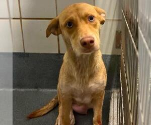 Mutt Dogs for adoption in San Antonio, TX, USA