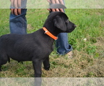 Small #1 Labrador Retriever
