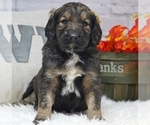 Small Photo #4 Goldendoodle Puppy For Sale in WEST PLAINS, MO, USA