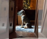 Small #6 German Shepherd Dog Mix