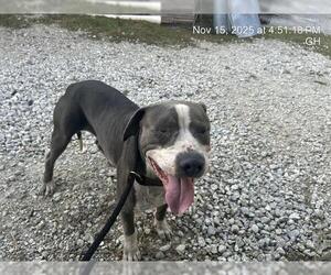 American Pit Bull Terrier Dogs for adoption in Ocala, FL, USA