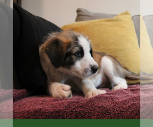 Border-Aussie Puppy for sale in CAMARILLO, CA, USA