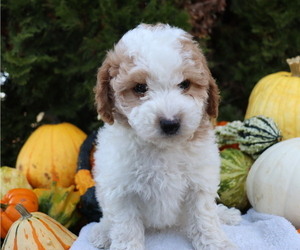 Maltipoo-Poodle (Toy) Mix Puppy for sale in HONEY BROOK, PA, USA