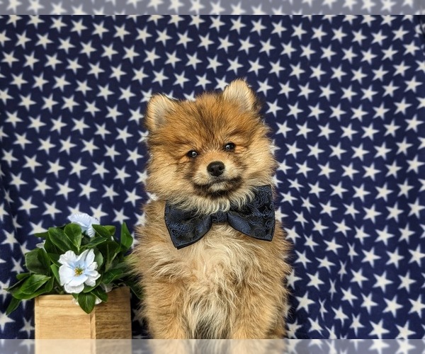 Medium Photo #5 Pomeranian Puppy For Sale in OXFORD, PA, USA