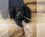 Small Photo #9 Bernedoodle Puppy For Sale in WINTER, WI, USA