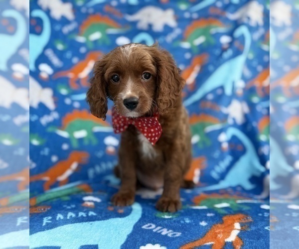 Medium Photo #4 Cavapoo (Miniature) Puppy For Sale in LAKELAND, FL, USA