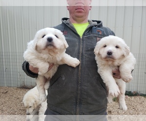 Great Pyrenees Puppy for sale in MOUNTAIN GROVE, MO, USA