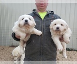 Small Photo #1 Great Pyrenees Puppy For Sale in MOUNTAIN GROVE, MO, USA