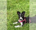 Small #3 Mutt