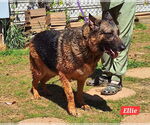 Small #1 German Shepherd Dog
