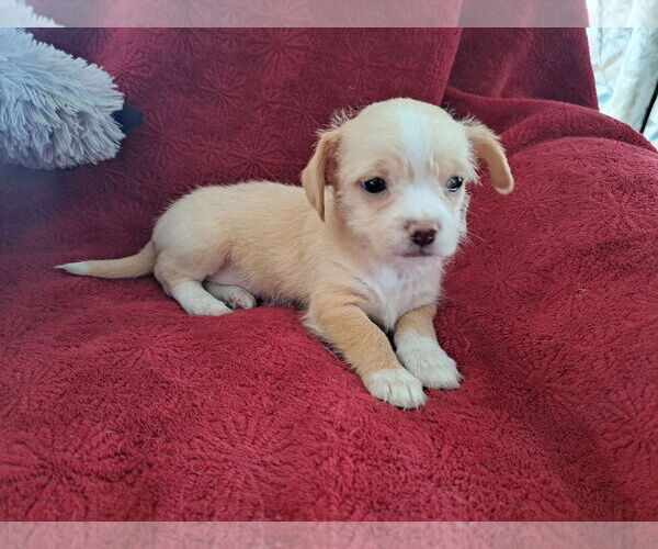Medium Photo #1 Mutt Puppy For Sale in Grafton, WI, USA