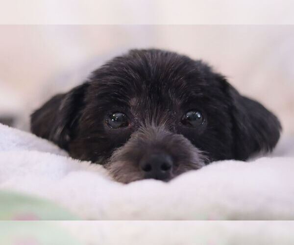 Medium Photo #5 Mutt Puppy For Sale in Philadelphia, PA, USA