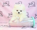 Small Photo #9 Pomeranian Puppy For Sale in LAS VEGAS, NV, USA