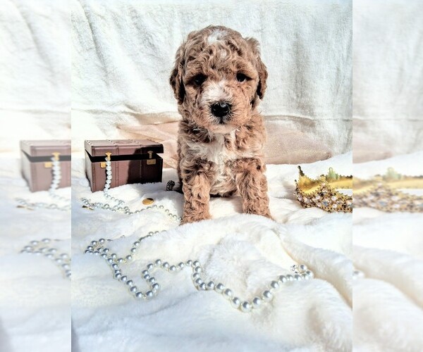 Medium Photo #1 Goldendoodle (Miniature) Puppy For Sale in GASTONIA, NC, USA