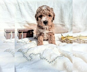 Medium Goldendoodle (Miniature)