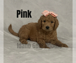 Small Photo #11 Goldendoodle Puppy For Sale in HOMEDALE, ID, USA