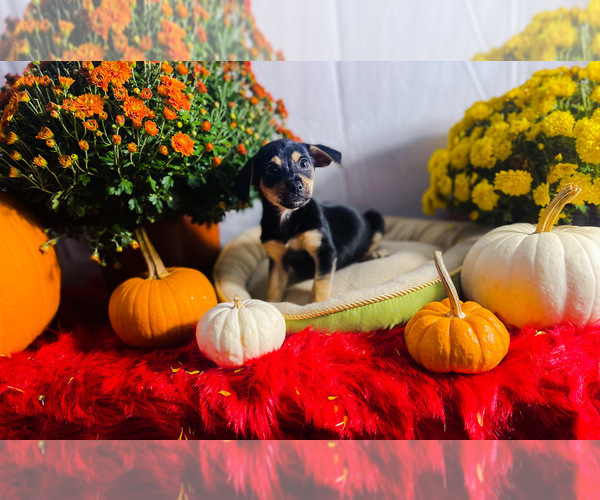 Medium Photo #1 Chiweenie Puppy For Sale in KINSTON, NC, USA