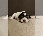 Small Photo #1 Schnauzer (Miniature) Puppy For Sale in CHESTERFIELD, SC, USA