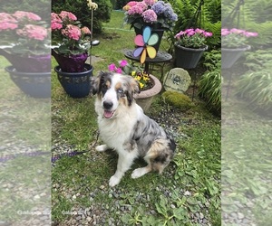 Australian Shepherd Puppy for sale in DUVALL, WA, USA