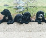 Small Photo #2 Bernedoodle-Golden Retriever Mix Puppy For Sale in BEULAH, MI, USA