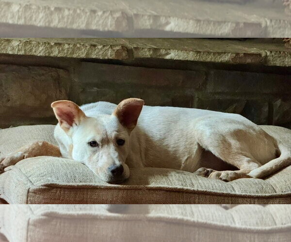 Medium Photo #3  Puppy For Sale in , 
