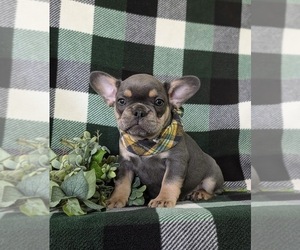 French Bulldog Puppy for sale in QUARRYVILLE, PA, USA