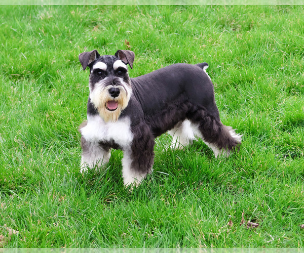 Medium Photo #7 Schnauzer (Miniature) Puppy For Sale in SYRACUSE, IN, USA