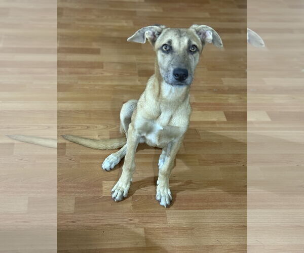 Medium Photo #2 Mountain Cur-Whippet Mix Puppy For Sale in Phoenix, AZ, USA