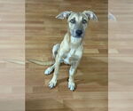 Small #1 Mountain Cur-Whippet Mix