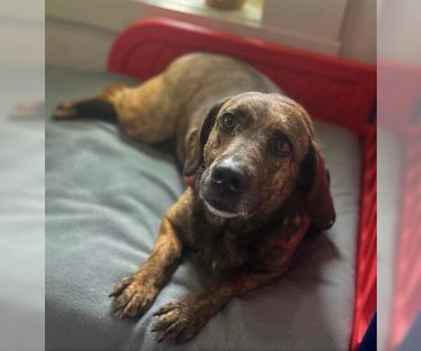 Medium Photo #1 Mutt Puppy For Sale in Sistersville, WV, USA