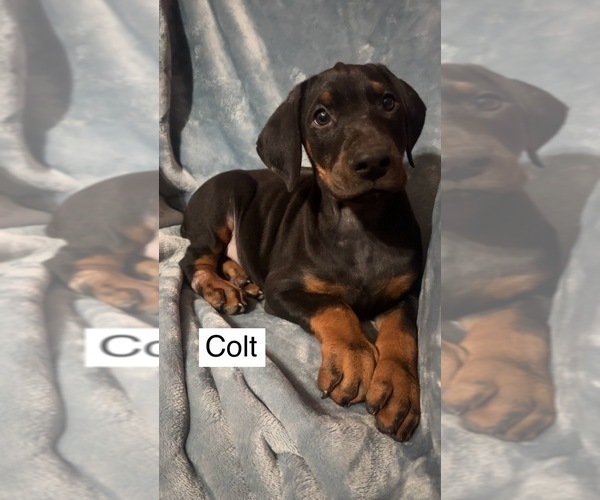 Medium Photo #3 Doberman Pinscher Puppy For Sale in POMEROY, OH, USA