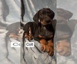 Small #2 Doberman Pinscher