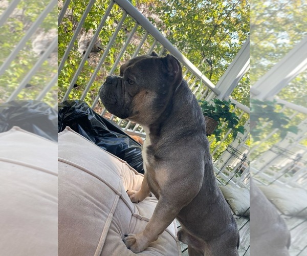 Medium Photo #1 American Bully Puppy For Sale in BRYANS ROAD, MD, USA